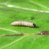 Anacampsis populella larva (Photo: © B Smart)