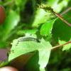 Anacampsis blatteriella larva on Betula (Photo: © B Smart)