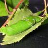 Anacampsis blattariella feeding sign on Betula (Photo: © B Smart)