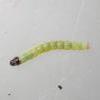 Hypatima rhomboidella larva (Photo: © B Smart)