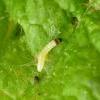 Hypatima rhomboidella larva (Photo: © B Smart)