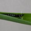 Helcystogramma rufescens larva (Photo: © B Smart)