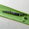 Helcystogramma rufescens larva (Photo: B Smart)