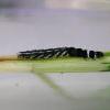 Helcystogramma rufescens larva (Photo: © B Smart)