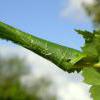Anacampsis blattariella spinning, Lancashire (Photo: © B Smart)