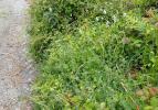 Aproaerema larseniella foodplant (Lotus uliginosellus) Cornwall 2026 (Photo © S Palmer) 