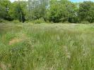 Aproaerema larseniella habitat Worcestershire May 2026 (Photo © S Palmer)