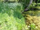 Aproaerema larseniella habitat, Worcestershire May 2026 (Photo S Palmer)