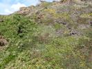 Aproaerema.suecicella foodplant and habitat Cornwall 2026 (Photo S Palmer)