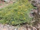 Aproaerema suecicella foodplant (Genista pilosa) Cornwall 2026 (Photo ©S Palmer)