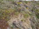 Aproaerema suecicella foodplant (Genista pilosa), Cornwall 2026 (Photo © S Palmer)