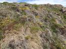Aproaerema suecicella habitat and foodplant (Genista pilosa), Cornwall 2026 (Photo S Palmer)