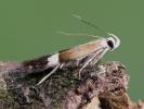 Aproaerema polychromella Surrey 1.7.2026 (Photo © A Mitchell)