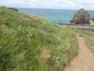 Apoaerema anthyllidella habitat and foodplant (Anthyllis vulneraria) Cornwall 2026 (Photo © S Palmer)