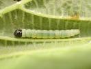 Hypatima rhomboidella  larva Corylus June 2026 (Photo S Palmer)