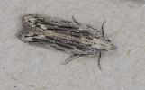 Anarsia innoxiella 21.06.2026 Orrell (Photo P Alker)