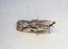 Anarsia innoxiella Preston 16.6.26 (Photo © S Palmer)