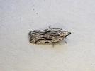 Anarsia innoxiella Preston 16.6.26 2 (Photo © S Palmer)