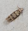 Byotropha  domestica 17.6.26 Burnley, Lancs (Photo © S Jackson)