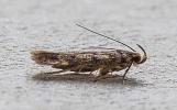 Byotropha domestica 17.6.26 Burnley, Lancs (Photo © S Jackson)
