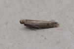 Monochroa lutulentella (genitalia det., male) Lancs 26.06.2026 (Photo © P Alker)