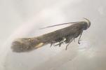Oxypteryx immaculatella, Isle of Mull 19.5.2026 (Photo: © C Austick)