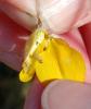 Mirificarma mulinella larva in Ulex, Forvie April 2026 (Photo: © J Young)