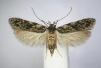 Gelechia muscosella Kent 2026 bred ex Salix caprea (Photo © S Beavan & R Heckford)          