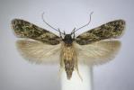 Gelechia muscosella Kent 2026 bred ex Salix caprea (Photo © S Beavan & R Heckford)          