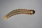 Gelechia muscosella Larva Kent 2026 (Photo © S Beavan & R Heckford)