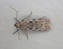 Gelechia cuneatella female Lancashire 2026 (Photo © S Palmer)