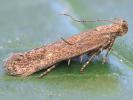 Scrobipalpa acuminatella Surrey 2026 (Photo © A Mitchell) 