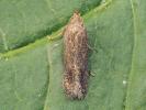 Scrobipalpa acuminatella Surrey 2026 (Photo © A Mitchell) 