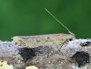 Scrobipalpa instabilella 20.6.26 Kent (Photo © A Mitchell)