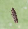 Scrobipalpa atriplicella male Leicestershire 16.4.2026 (Photo: © G Calow)
