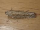 Scrobipalpa samadensis Cornwall 2026 (Photo   © F Hutchinson)