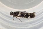 Caryocolum vicinella Cornwall ex L. on Silene uniflora 13.5.2026 emerged 25.6.26 (Photo  © S Palmer) 