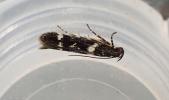 Caryocolum vicinella Cornwall ex L. on Silene uniflora 13.5.2026 emerged 25.6.26 (Photo  © S Palmer)