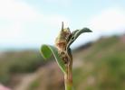 Caryocolum vicinella feeding signs Silene uniflora Cornwall 2026 (Photo © S Palmer)