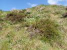 Caryocolum vicinella foodplant Silene uniflora Cornwall 2026 (Photo © S Palmer)