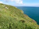 Caryocolum vicinella habitat Cornwall 2026 (Photo © S Palmer)