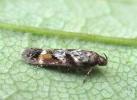 Caryocolum junctella East Ross, Scotland 2026 (Photo:  © N. Richards)