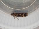 Caryocolum viscariella Cornwall ex L. Silene dioica 14.5.2026 emerged 20.6.26 (Photo  © S Palmer)