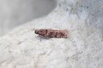 Teleiopsis diffinis Howick VC68 27.8.2025 (Photo: © S Sexton)
