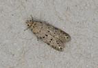 Pseudotelephusa paripunctella mid-Perthshire  28.05.2026   (Photo: © P Alker)